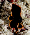  gx1 45mm micro 110a2  